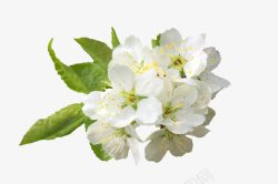 盛开的梨花白色白色清新梨花装饰图案高清图片