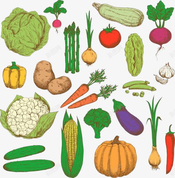 各类蔬菜的集合png免抠素材_新图网 https://ixintu.com 健康美味 合理搭配 手绘 手绘素菜 有营养 绿色食品 蔬菜