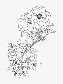 黑白描线花卉牡丹花线稿高清图片