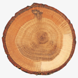 实木年轮棕色圆形年轮明显的旧木块实物高清图片