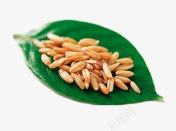 燕麦米煳叶子上面有燕麦高清图片