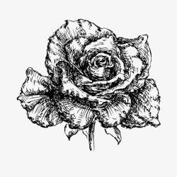 创意曲线花卉边框黑白玫瑰花线条花高清图片
