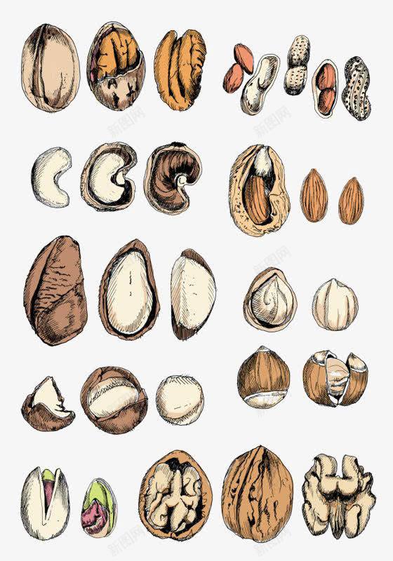 卡通坚果png免抠素材_新图网 https://ixintu.com 开心果免扣元素 手绘浆果 杏仁免扣元素 核桃 水彩浆果 腰果免扣元素 零食