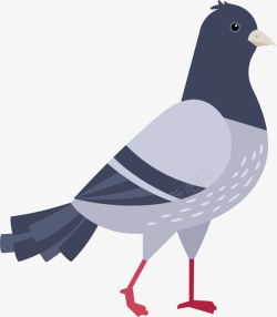 赛鸽卡通手绘灰色的鸽子高清图片