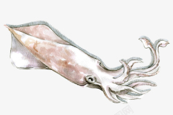 水彩鱿鱼素材新鲜鱿鱼绘画图案高清图片
