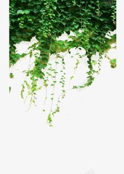 攀附植物绿色藤蔓高清图片
