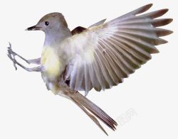鸟鹊桥飞翔的小鸟高清图片