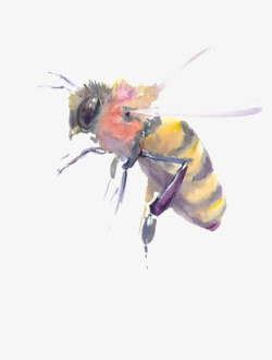 手绘黄蜂蜜蜂高清图片