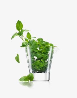 水杯植物清凉素材
