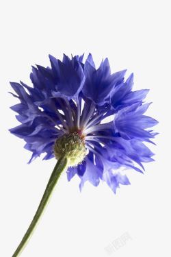 单支矢车菊素材
