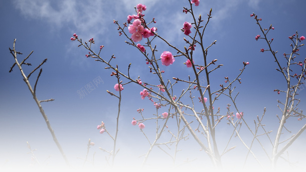 春天樱花摄影背景元素之十二psd免抠素材_新图网 https://ixintu.com 元素 摄影背景 春天 樱花 设计