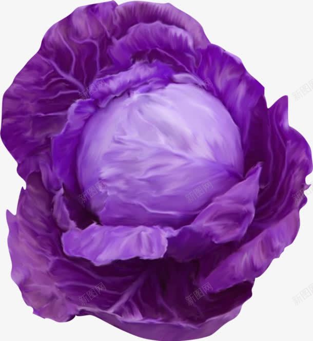 紫甘蓝png免抠素材_新图网 https://ixintu.com 包菜 紫甘蓝 紫色菜