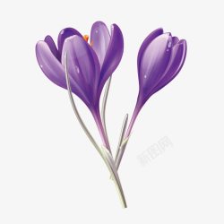 美丽紫草紫色花朵素材