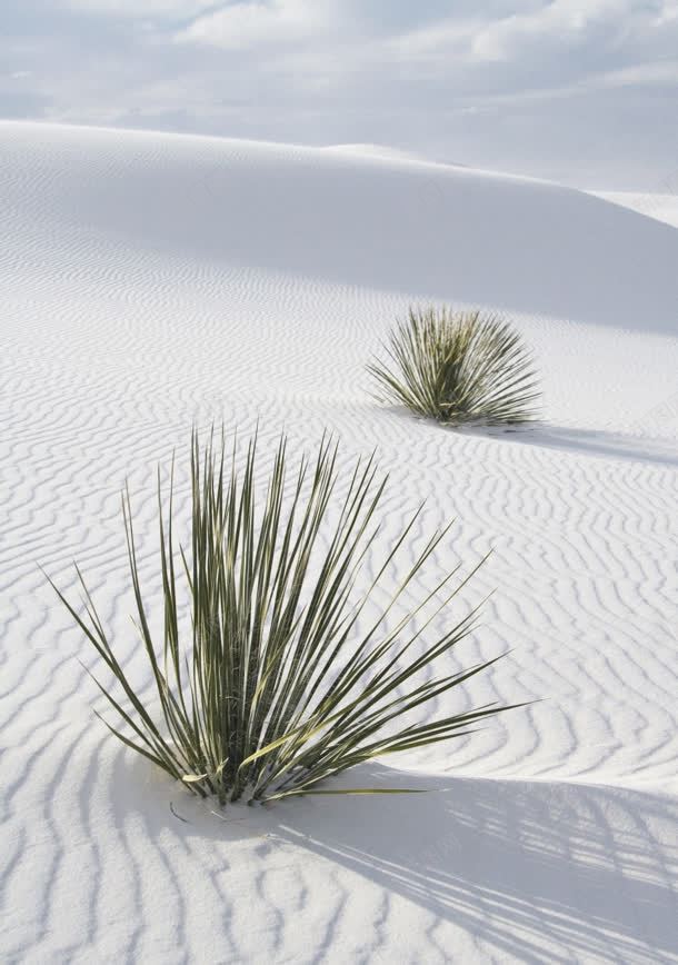 白色简约沙漠植物海报jpg设计背景_新图网 https://ixintu.com 植物 沙漠 海报 白色 简约