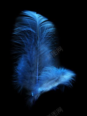 两片蓝色的羽毛背景