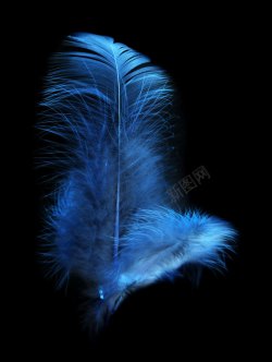 蓝色亮片背景两片蓝色的羽毛高清图片