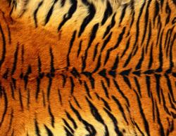 动物印花图案虎皮摄影高清图片