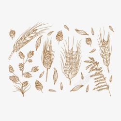 颗粒燕麦手绘粮食作物燕麦粒高清图片