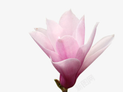 春天季节红玉兰特写花骨朵开放高清图片
