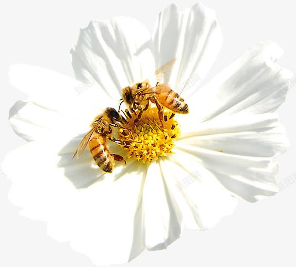 白色春天花朵蜜蜂png免抠素材_新图网 https://ixintu.com 春天 白色 花朵 蜜蜂