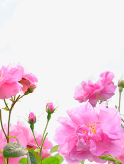 玫瑰成分粉色玫瑰花高清图片