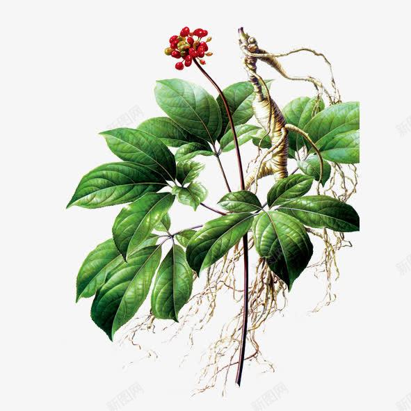 人参花png图片免费下载 素材7jzgjwqeg 新图网 人参花png图片免费下载 素材7jzgjwqeg 新图网