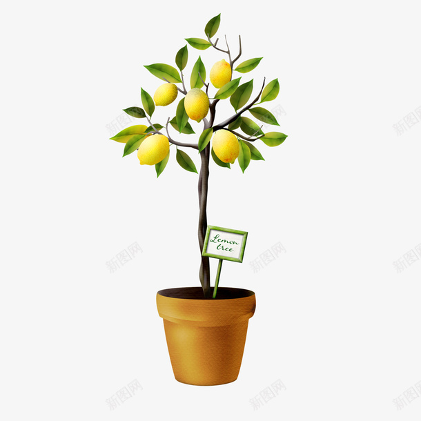 一颗柠檬树png免抠素材_新图网 https://ixintu.com 果实 柠檬树 水果 盆栽
