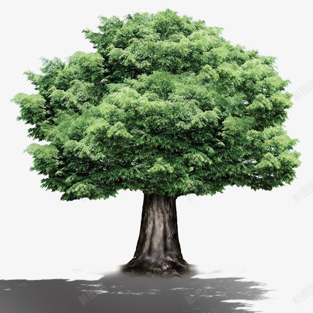 大树植物png免抠素材_新图网 https://ixintu.com 树木 植物 绿色 阴影