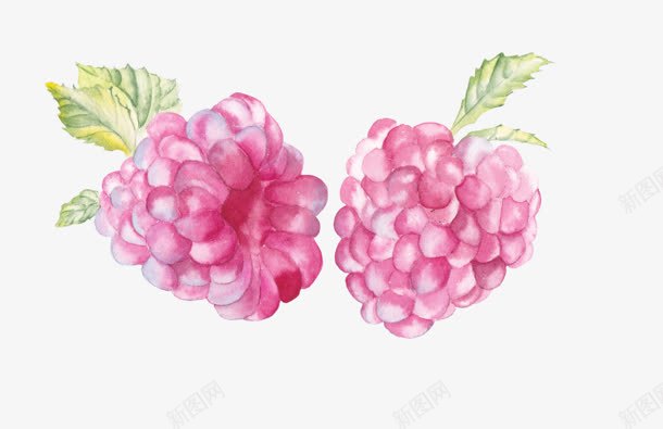 创意手绘水彩植物水果树莓png免抠素材_新图网 https://ixintu.com 创意 树莓 植物 水彩 水果