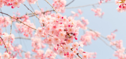 浪漫樱花大道图唯美樱花背景图高清图片