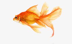 红色鱼尾一条金鱼高清图片