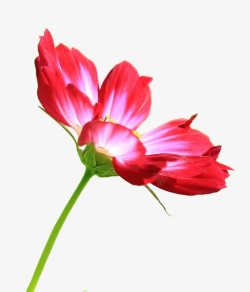 菊科植物一朵红色的格桑花高清图片