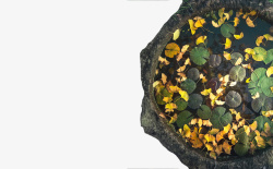 石缸中国古风石缸绿植1高清图片