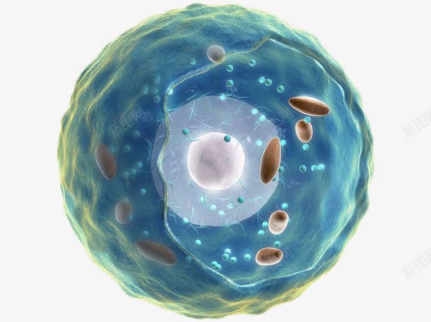 线粒体在动物细胞中的分布图png图片免费下载 素材7yyqpwqku 新图网