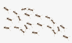 一群蚂蚁一群蚂蚁高清图片