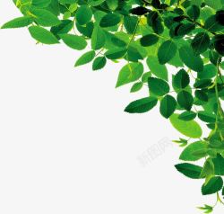 绿色枝头一枝花绿色叶子枝头角边装饰端午节春天高清图片