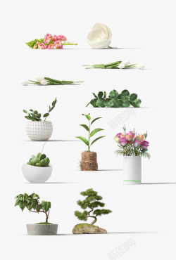 植物平视室内素材