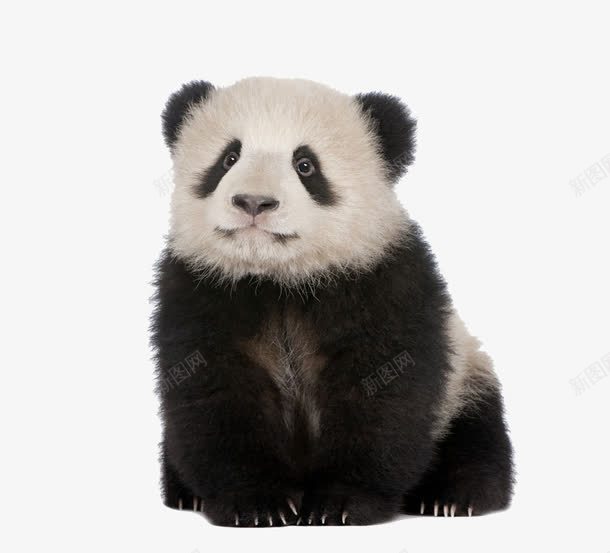 熊猫png免抠素材_新图网 https://ixintu.com 中国国宝 可爱熊猫 大熊猫 熊猫