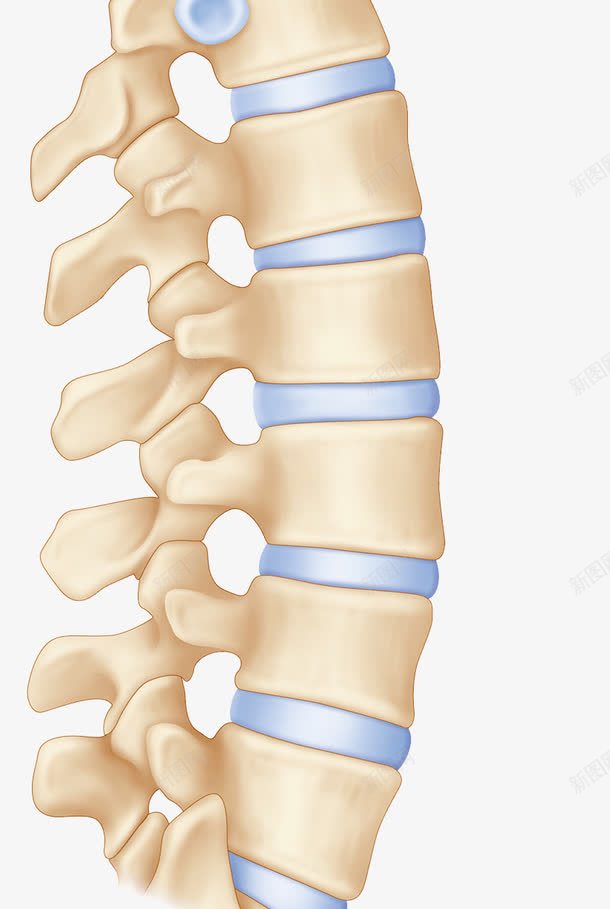 脊柱骨头png免抠素材_新图网 https://ixintu.com 人体结构 生物学插图 脊椎 腰椎