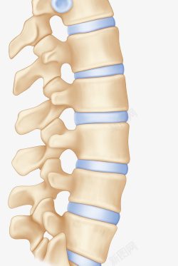 人体嵴椎示意脊柱骨头高清图片