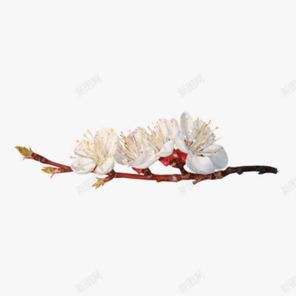 白梅梅花png免抠素材_新图网 https://ixintu.com 唯美鲜花 园艺 春天 枝条 树枝 植物 绿叶 绿色植物 花卉 花朵 花束 花枝 装饰 鲜花
