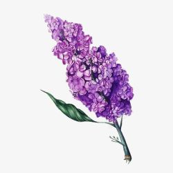 紫色小花水彩插画素材