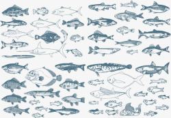 深海鱼手绘手绘鱼类高清图片