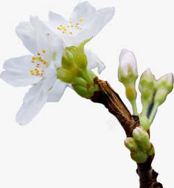 春天的小白花素材