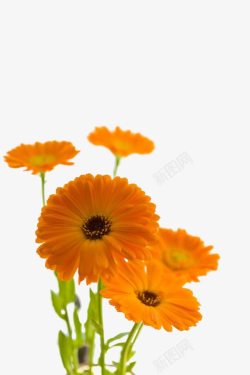 橙色弥散花瓣菊花装饰高清图片