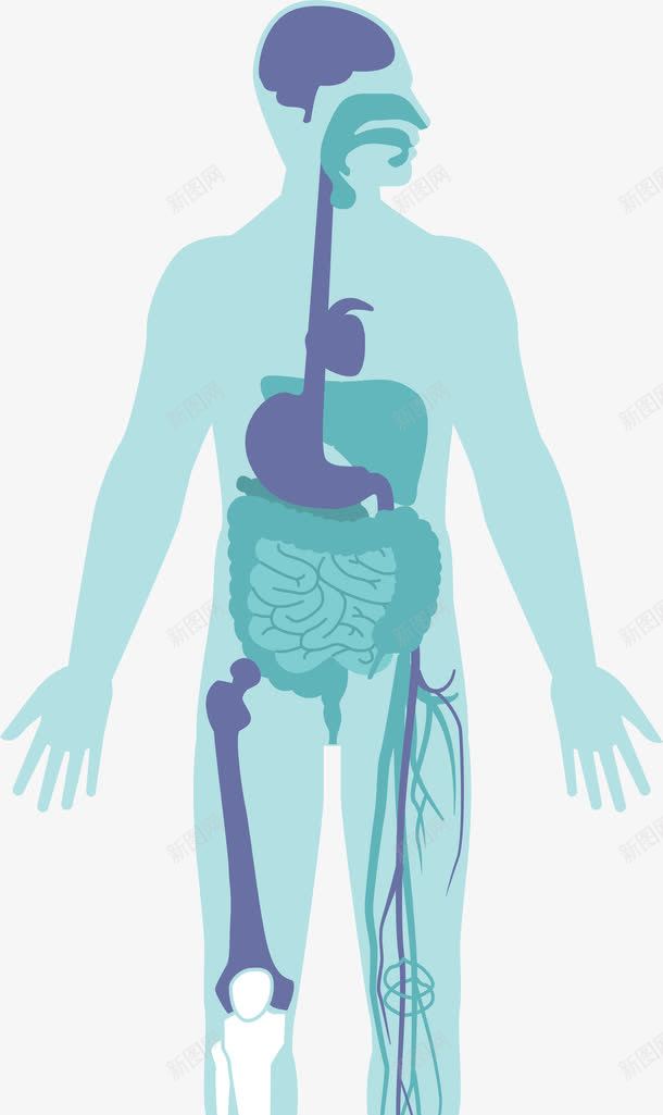 绿色简约人头png免抠素材_新图网 https://ixintu.com 人体 免抠PNG 医学 器官 简约 绿色 装饰图案