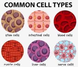 棒状干细胞实案图标高清图片