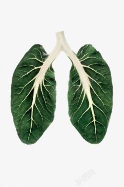 绿色肺部绿色叶子高清图片