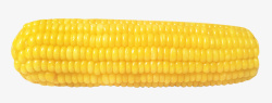 农家特长玉米金黄色的玉米高清图片