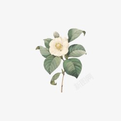 山茶花素材